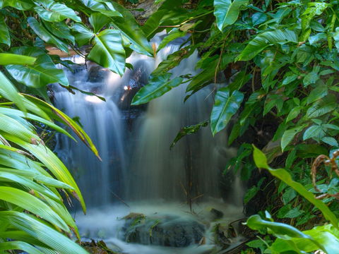 Brisbane Botanic Gardens Mount Coot-tha - Accommodation Brunswick Heads 1