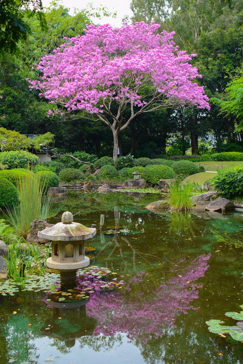 Brisbane Botanic Gardens Mount Coot-tha - Accommodation Brunswick Heads 2