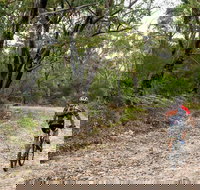 Cawleys Road trail - Accommodation Brunswick Heads