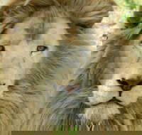 Darling Downs Zoo - Accommodation Brunswick Heads