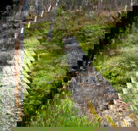 Gloucester Tops circuit - Accommodation Brunswick Heads