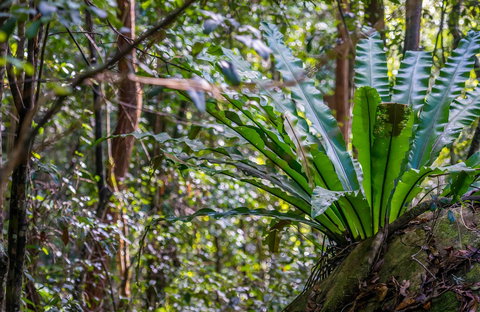 Great North Walk - Palm Grove Nature Reserve - Accommodation Brunswick Heads 0