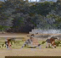 Great Nature Trail - Accommodation Brunswick Heads