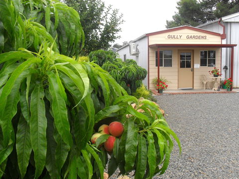 Gully Gardens - Accommodation Brunswick Heads 0