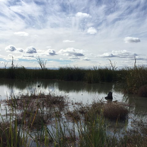 Gwydir Wetlands Moree - Accommodation Brunswick Heads 0