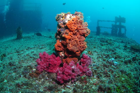 HMAS Brisbane Dive Site - Accommodation Brunswick Heads 0
