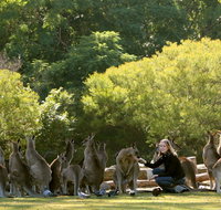 Lone Pine Koala Sanctuary - Accommodation Brunswick Heads