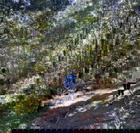 Lyrebird Circuit Walk - Accommodation Brunswick Heads