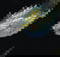 Mushroom Reef Marine Sanctuary - Accommodation Brunswick Heads