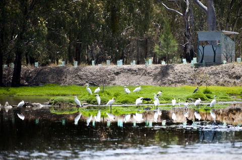 Narrandera Wetlands - Accommodation Brunswick Heads 1