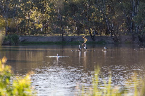 Narrandera Wetlands - Accommodation Brunswick Heads 2