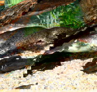 Platypus House - Accommodation Brunswick Heads