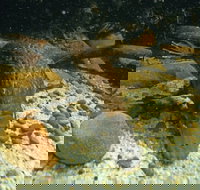 Platypus Pool - Accommodation Brunswick Heads