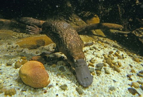 Platypus Pool - Accommodation Brunswick Heads 0