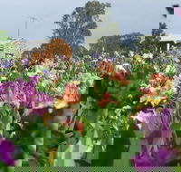 Smokin Heights Iris Display Garden - Accommodation Brunswick Heads