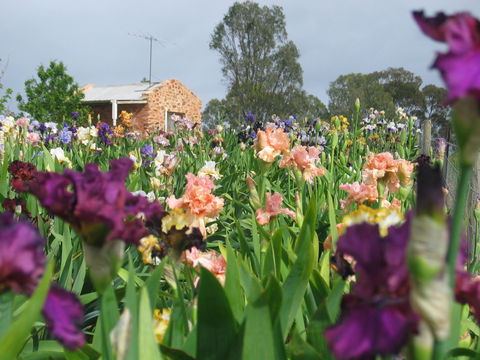 Smokin Heights Iris Display Garden - Accommodation Brunswick Heads 0