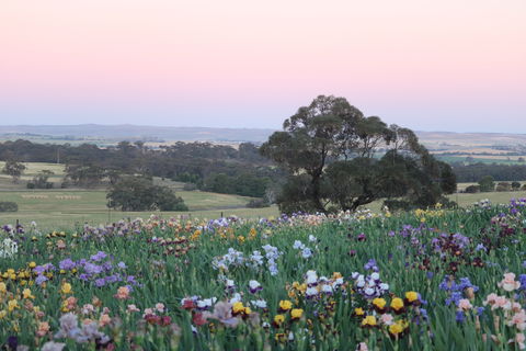 Smokin Heights Iris Display Garden - Accommodation Brunswick Heads 1
