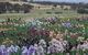 Smokin Heights Iris Display Garden - thumb 2
