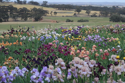 Smokin Heights Iris Display Garden - Accommodation Brunswick Heads 2