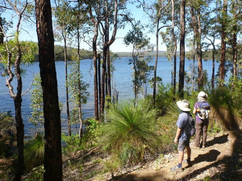 Wellington Discovery Forest - Accommodation Brunswick Heads 0