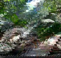 Wirrawilla Rainforest Walk - Accommodation Brunswick Heads