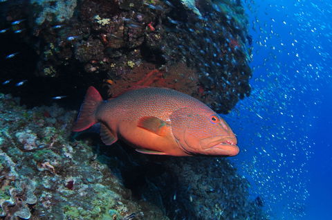 Anchor Bommie Dive Site - Accommodation Brunswick Heads 0