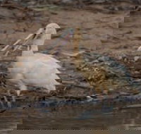 Bird watching at the Goan water hole - Accommodation Brunswick Heads