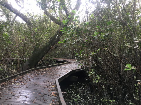 Carole Green Walkway - John Oxley Reserve - Accommodation Brunswick Heads 0