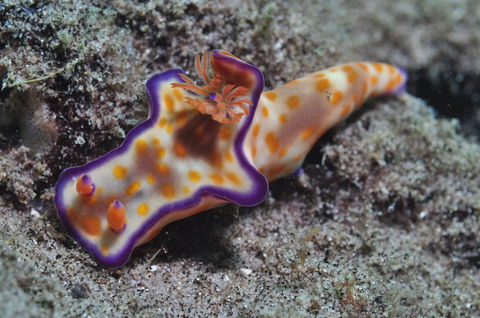 Curtin Artificial Reef Dive Site - Accommodation Brunswick Heads 0