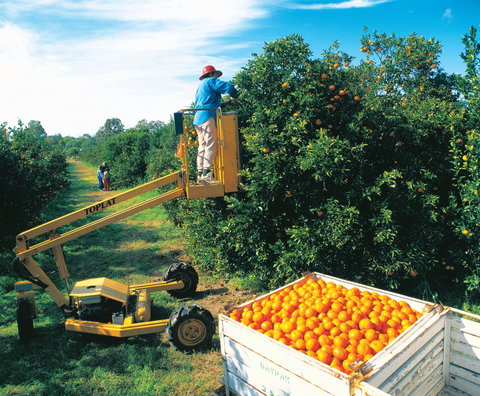Gayndah's Big Orange - Accommodation Brunswick Heads 0