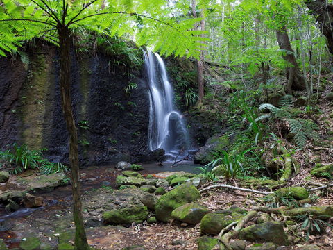 Gold Coast Hinterland Great Walk - Accommodation Brunswick Heads 1