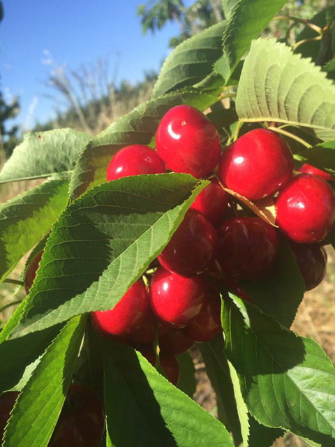 Hill-Lock Orchard - Accommodation Brunswick Heads 1