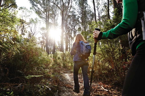 Kinglake National Park - Accommodation Brunswick Heads 0