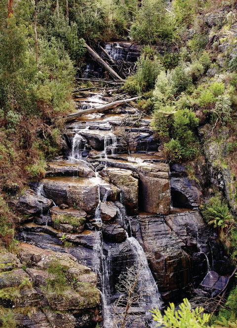 Kinglake National Park - Accommodation Brunswick Heads 1