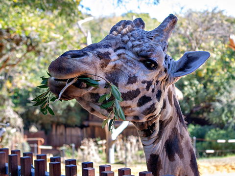 Perth Zoo - Accommodation Brunswick Heads 0