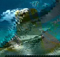 Reef HQ Aquarium - Accommodation Brunswick Heads