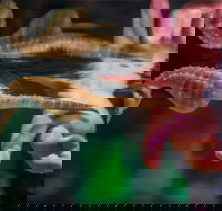 Seahorse World - Accommodation Brunswick Heads