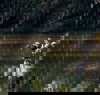 Seaham Swamp Nature Reserve - Accommodation Brunswick Heads