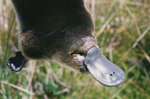 Warrawong Wildlife Sanctuary - Accommodation Brunswick Heads 0