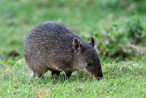 Warrawong Wildlife Sanctuary - Accommodation Brunswick Heads 1