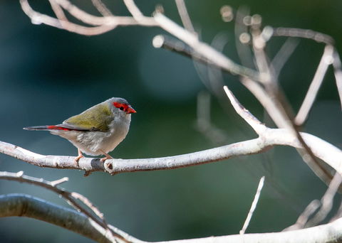 Warrawong Wildlife Sanctuary - Accommodation Brunswick Heads 2