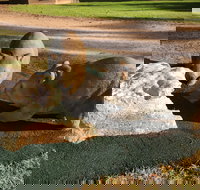 Wombat Statues Moonta - Accommodation Brunswick Heads