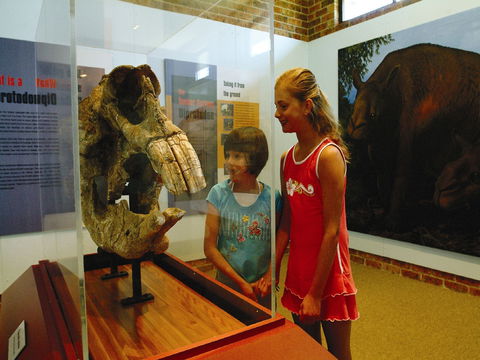 Australian Museum Diprotodon Exhibition: Closed For Building Repair July August - Accommodation Brunswick Heads 0