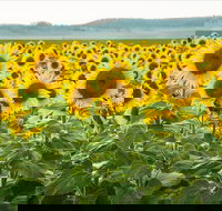 Clifton - Accommodation Brunswick Heads