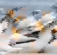 Gannets in Portland - Accommodation Brunswick Heads