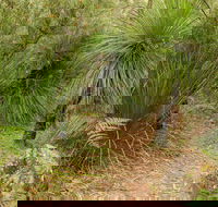 Grass Tree Circuit - Accommodation Brunswick Heads