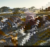 Hinterland Full Day Self Drive Tour - Accommodation Brunswick Heads