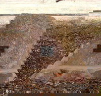 May Gibbs Tree - Accommodation Brunswick Heads