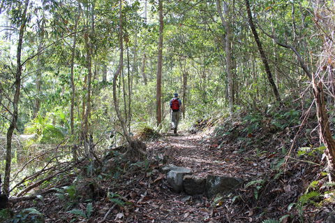 Morelia Walking Track, D'Aguilar National Park - Accommodation Brunswick Heads 1