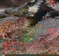 Nine Mile Reef Dive Site - Accommodation Brunswick Heads